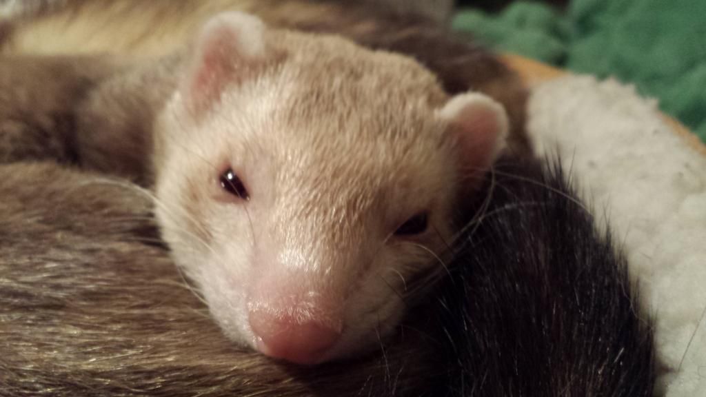 Cinnamon vs. Champagne? The Holistic Ferret Forum